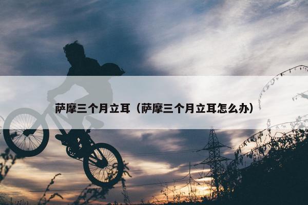 萨摩三个月立耳（萨摩三个月立耳怎么办）