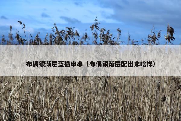 布偶银渐层蓝猫串串（布偶银渐层配出来啥样）
