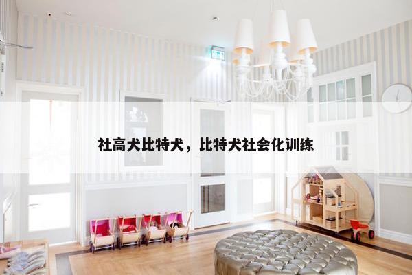社高犬比特犬，比特犬社会化训练