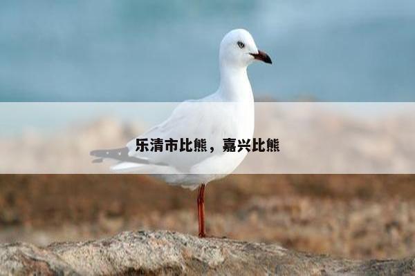 乐清市比熊，嘉兴比熊