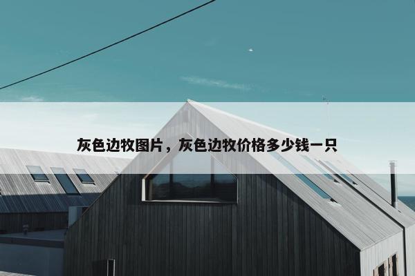 灰色边牧图片，灰色边牧价格多少钱一只
