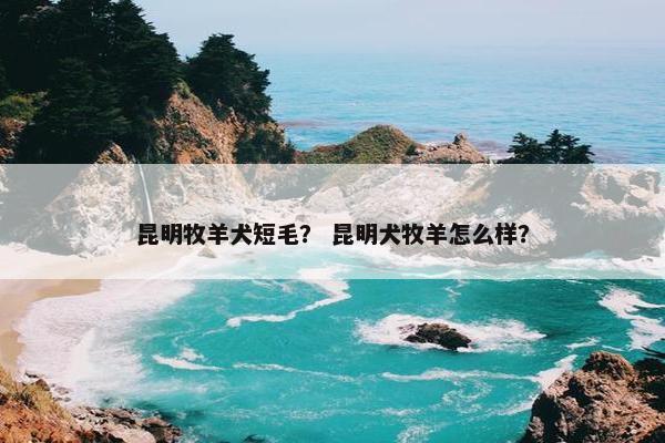 昆明牧羊犬短毛？ 昆明犬牧羊怎么样？