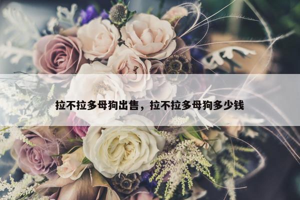 拉不拉多母狗出售，拉不拉多母狗多少钱
