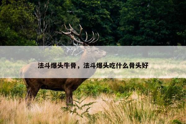 法斗爆头牛骨，法斗爆头吃什么骨头好
