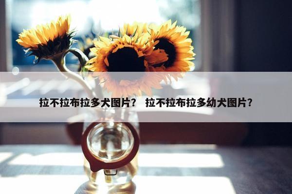 拉不拉布拉多犬图片？ 拉不拉布拉多幼犬图片？