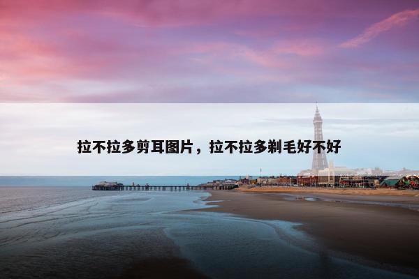 拉不拉多剪耳图片，拉不拉多剃毛好不好