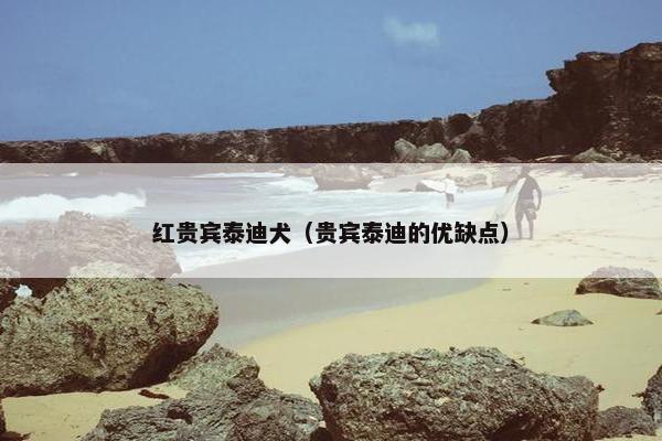 红贵宾泰迪犬（贵宾泰迪的优缺点）