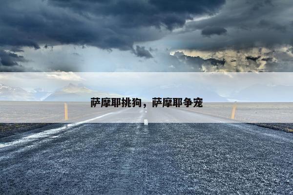 萨摩耶挑狗，萨摩耶争宠