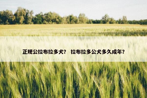 正规公拉布拉多犬？ 拉布拉多公犬多久成年？