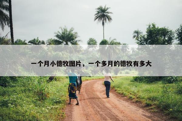一个月小德牧图片，一个多月的德牧有多大