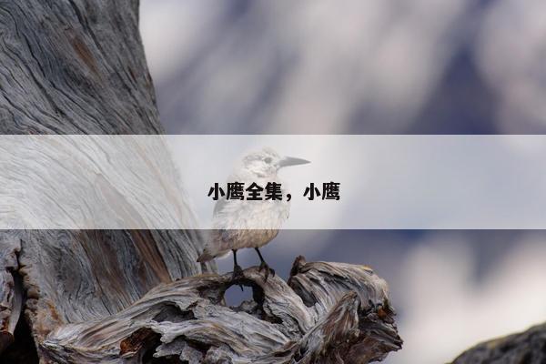 小鹰全集，小鹰