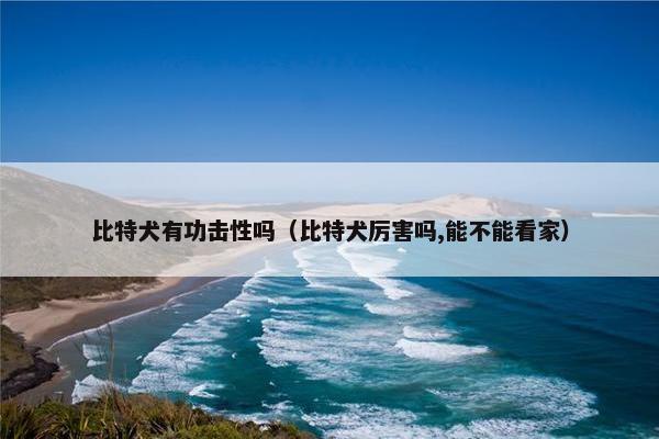 比特犬有功击性吗（比特犬厉害吗,能不能看家）