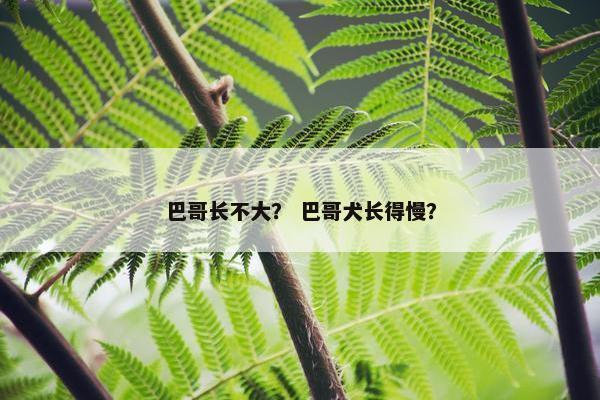 巴哥长不大？ 巴哥犬长得慢？