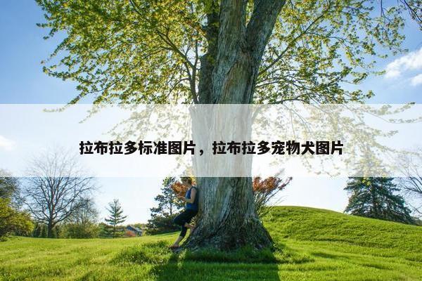 拉布拉多标准图片，拉布拉多宠物犬图片