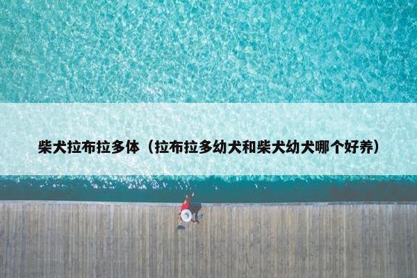 柴犬拉布拉多体（拉布拉多幼犬和柴犬幼犬哪个好养）