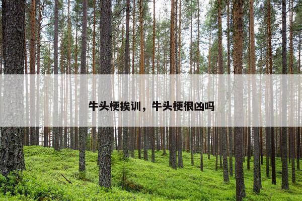牛头梗挨训，牛头梗很凶吗