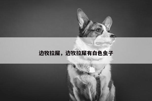 边牧拉屎，边牧拉屎有白色虫子