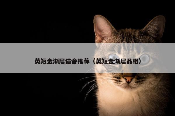 英短金渐层猫舍推荐（英短金渐层品相）