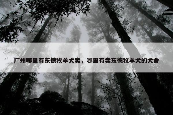 广州哪里有东德牧羊犬卖，哪里有卖东德牧羊犬的犬舍