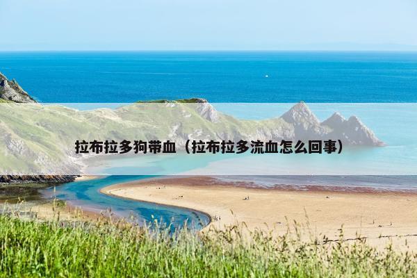 拉布拉多狗带血（拉布拉多流血怎么回事）