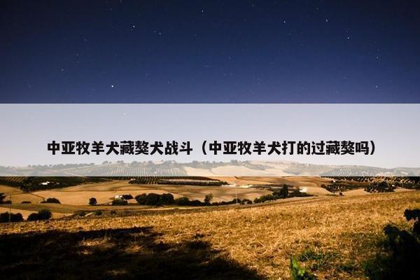 中亚牧羊犬藏獒犬战斗（中亚牧羊犬打的过藏獒吗）