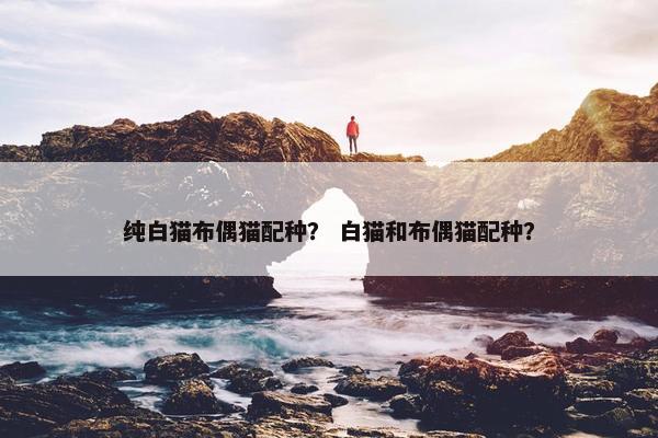 纯白猫布偶猫配种？ 白猫和布偶猫配种？