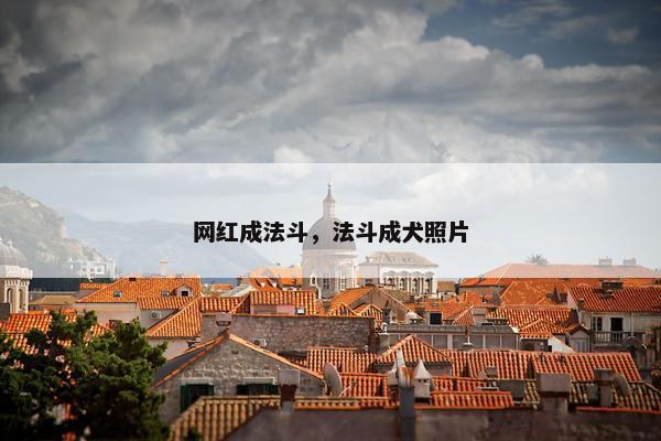 网红成法斗，法斗成犬照片