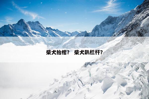 柴犬抬棺？ 柴犬趴栏杆？