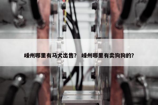 嵊州哪里有马犬出售？ 嵊州哪里有卖狗狗的？