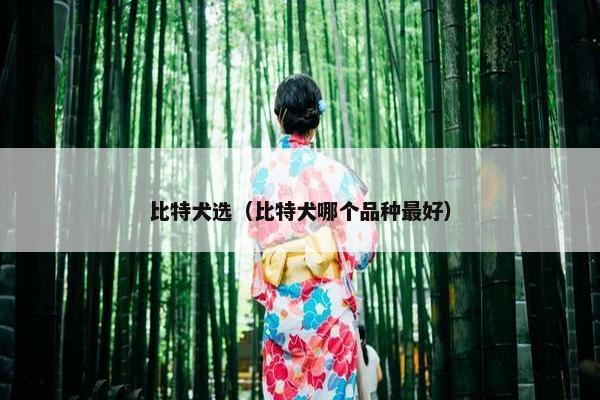 比特犬选（比特犬哪个品种最好）