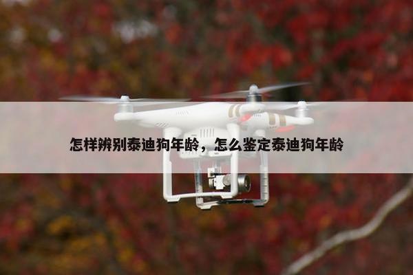 怎样辨别泰迪狗年龄，怎么鉴定泰迪狗年龄