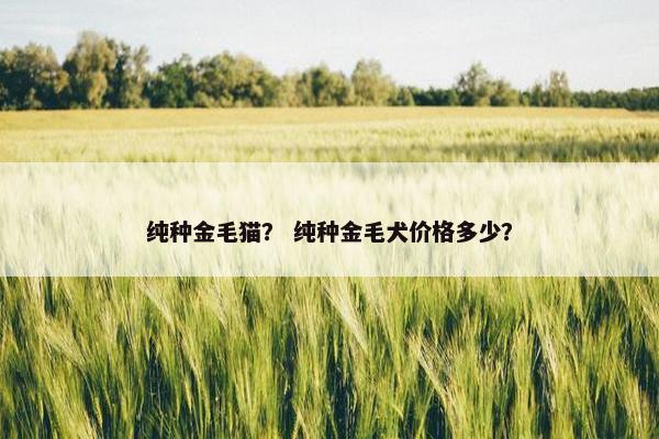 纯种金毛猫？ 纯种金毛犬价格多少？