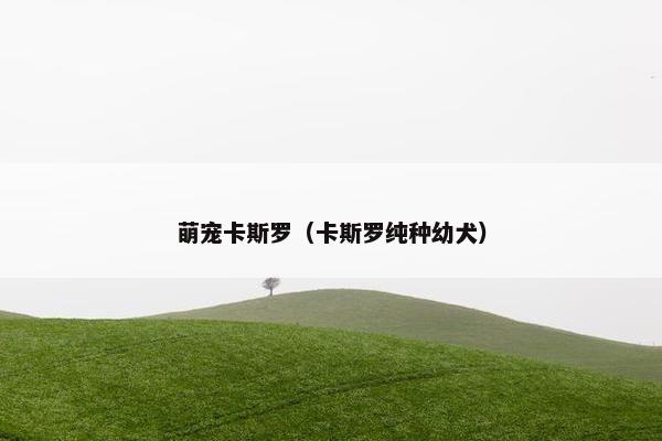 萌宠卡斯罗（卡斯罗纯种幼犬）