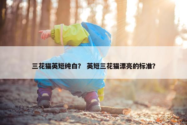 三花猫英短纯白？ 英短三花猫漂亮的标准？