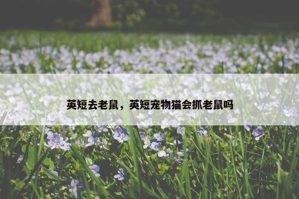 英短去老鼠，英短宠物猫会抓老鼠吗