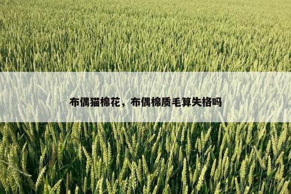 布偶猫棉花，布偶棉质毛算失格吗