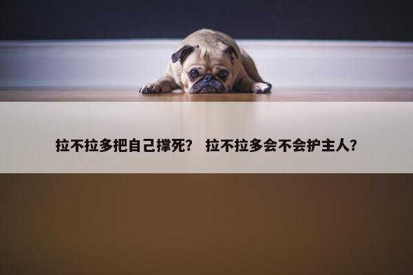 拉不拉多把自己撑死？ 拉不拉多会不会护主人？