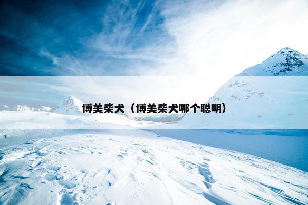 博美柴犬（博美柴犬哪个聪明）