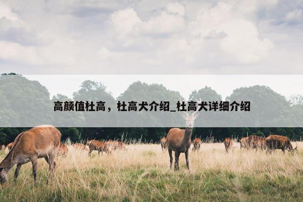 高颜值杜高，杜高犬介绍_杜高犬详细介绍