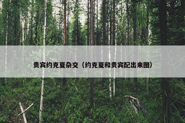 贵宾约克夏杂交（约克夏和贵宾配出来图）