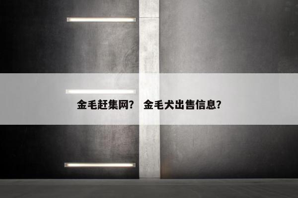 金毛赶集网？ 金毛犬出售信息？