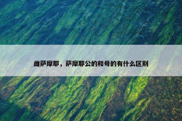 雌萨摩耶，萨摩耶公的和母的有什么区别