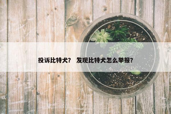 投诉比特犬？ 发现比特犬怎么举报？