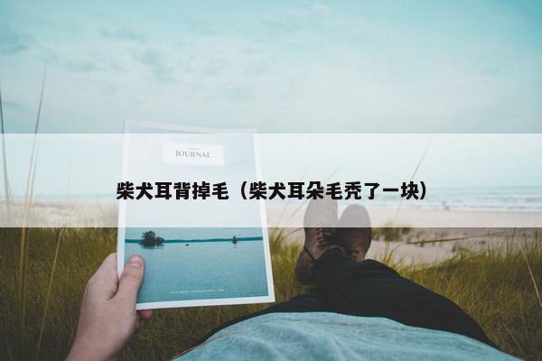 柴犬耳背掉毛（柴犬耳朵毛秃了一块）