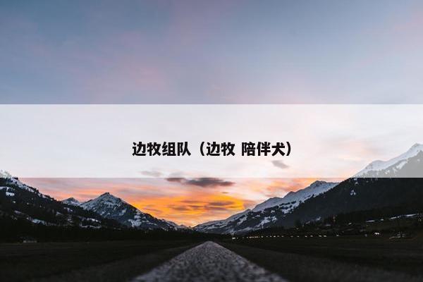 边牧组队（边牧 陪伴犬）