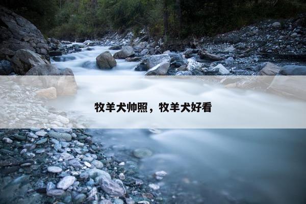 牧羊犬帅照，牧羊犬好看