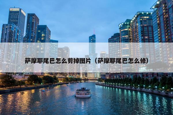 萨摩耶尾巴怎么剪掉图片（萨摩耶尾巴怎么修）