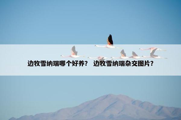 边牧雪纳瑞哪个好养？ 边牧雪纳瑞杂交图片？