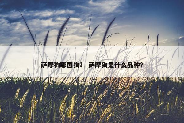 萨摩狗哪国狗？ 萨摩狗是什么品种？