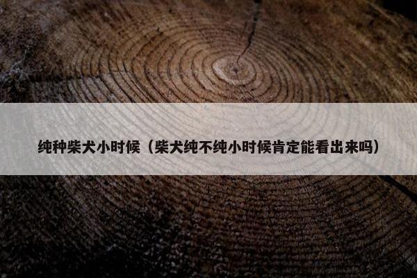 纯种柴犬小时候（柴犬纯不纯小时候肯定能看出来吗）